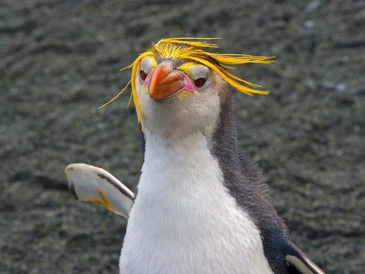 Loài chim cánh cụt đội 'vương miện vàng', sống thành đàn trên hoang đảo 