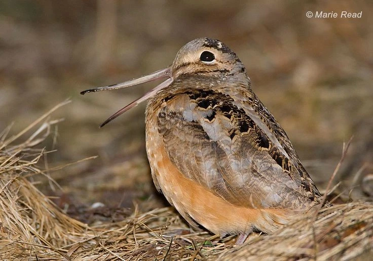 Độc lạ loài chim mỏ dài như đôi đũa, Việt Nam có nhiều