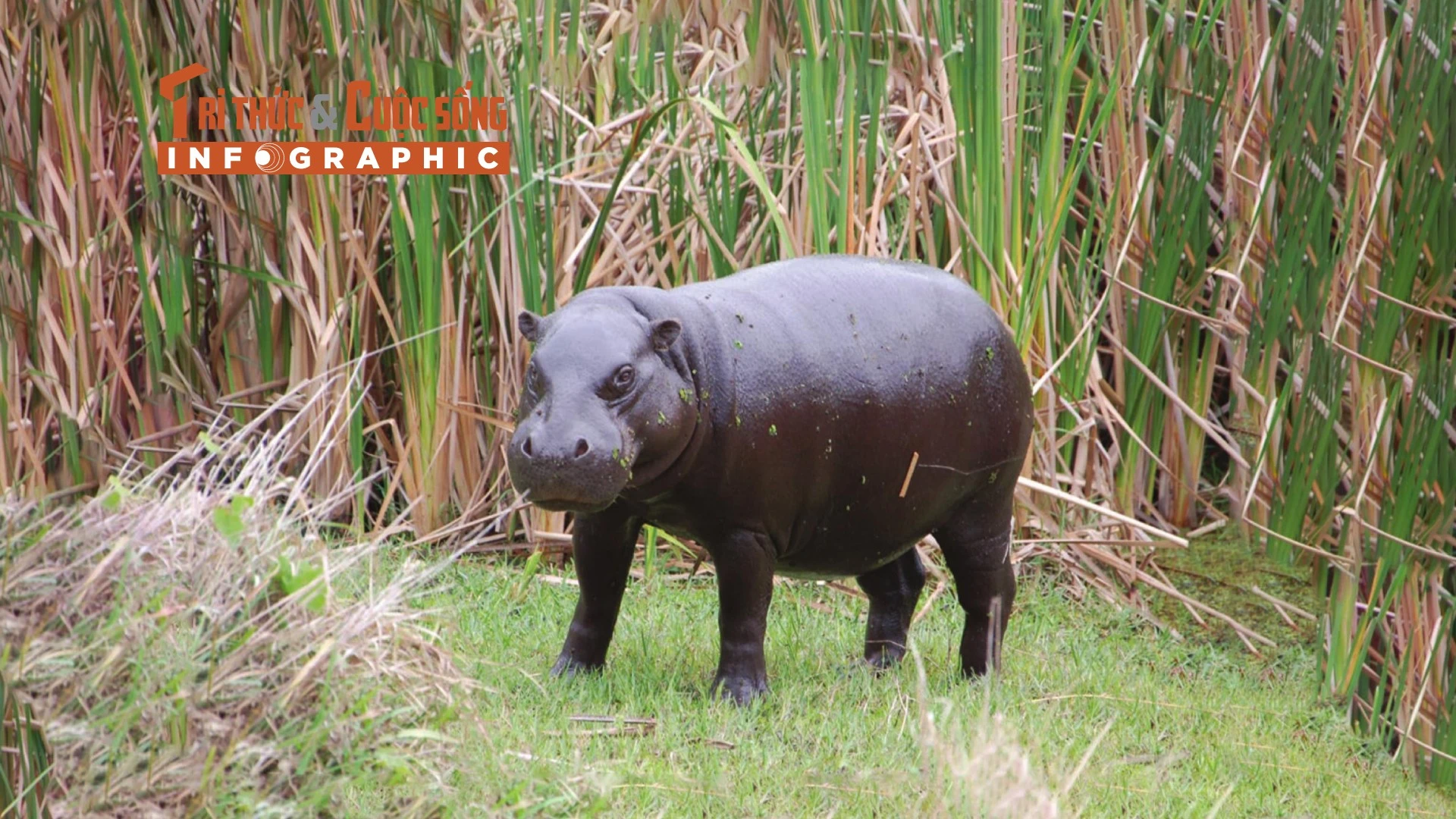 [INFOGRAPHIC] Loài hà mã tí hon có nguy cơ tuyệt chủng ở châu Phi 