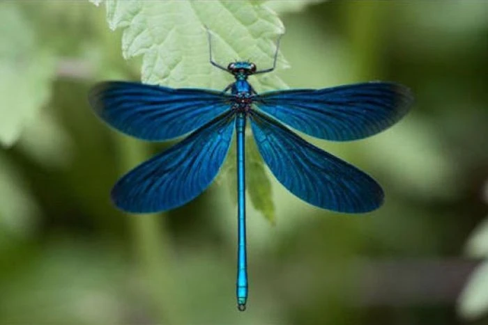 Điều kỳ diệu của loài côn trùng tí hon rực rỡ, cực quen thuộc ở Việt Nam 