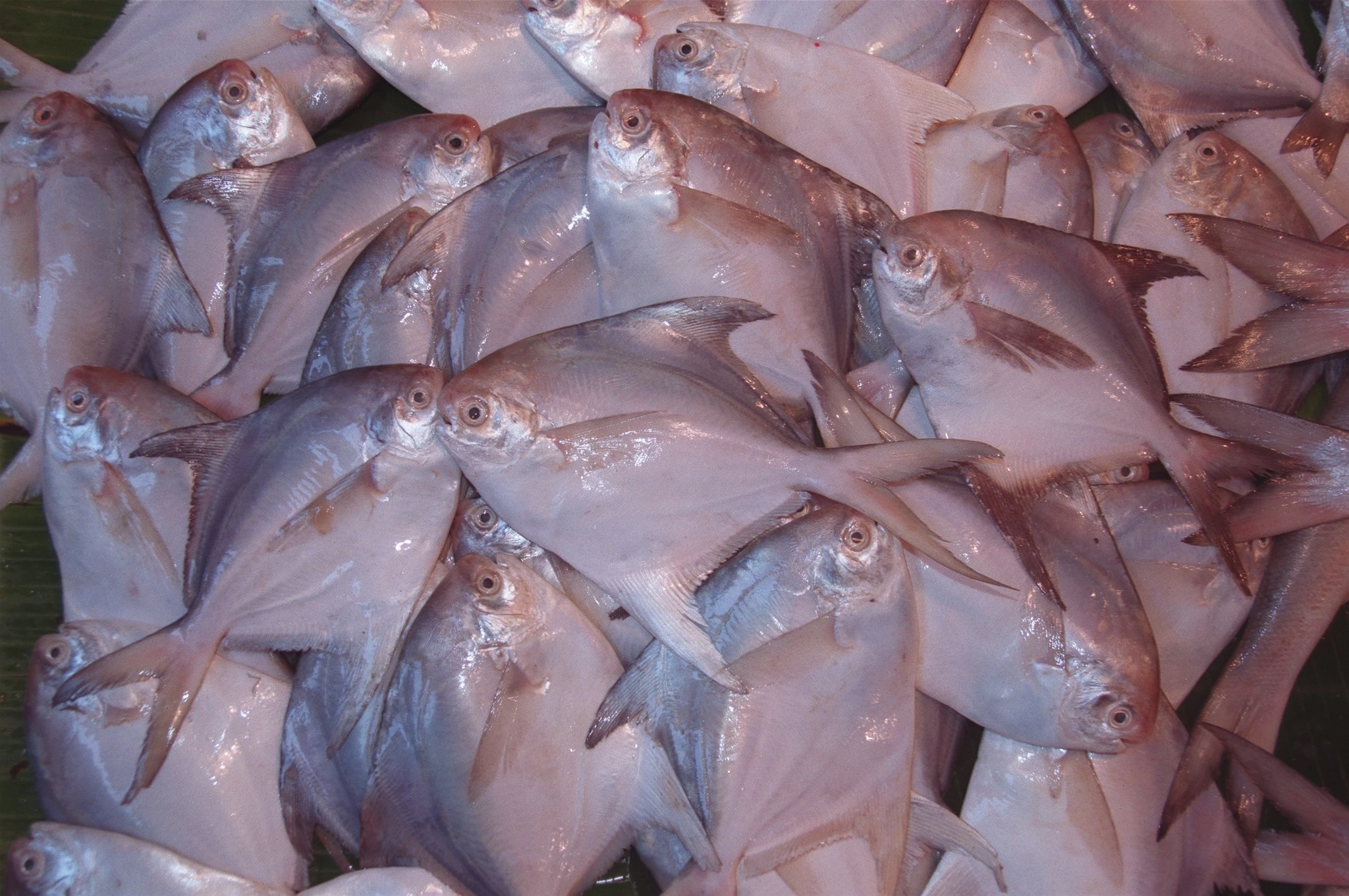 Sự thật thú vị về loài cá 'ngon, đáng đồng tiền' trên mâm cơm Việt