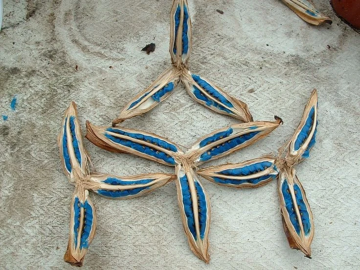 Chuối rẻ quạt, biểu tượng Madagascar với vẻ đẹp độc đáo