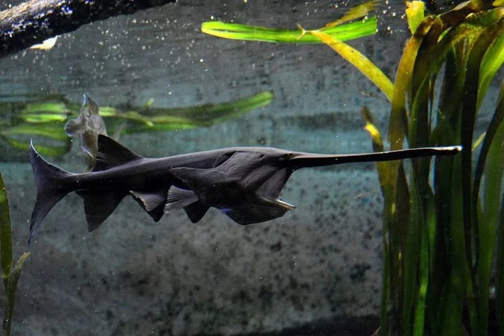 Ngoại hình kỳ lạ của loài cá khổng lồ cổ xưa chỉ có ở Bắc Mỹ 