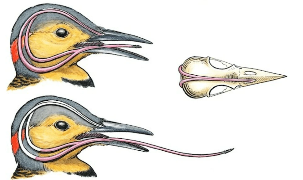Loài gõ kiến có nhiều ở Việt Nam sở hữu hộp sọ 'chống sốc', lưỡi dài kinh dị