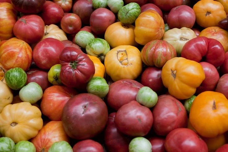 Sự thật khó tin ít người biết về cây cà chua