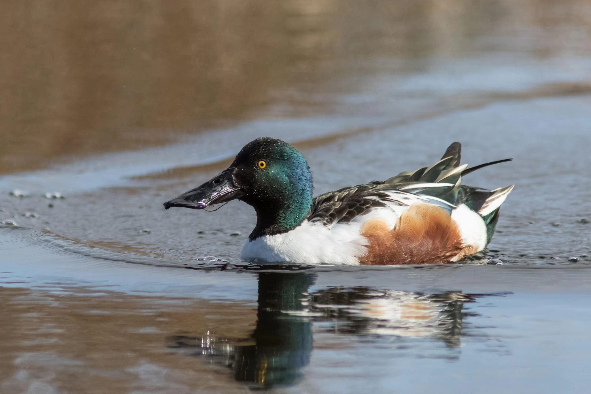 Kiểu kiếm ăn có 1-0-2 của loài vịt có cái mỏ kỳ lạ nhất thế giới 