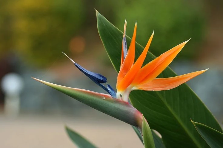 Thiên điểu đẹp gây mê, hoa nở giống hệt chim đang bay