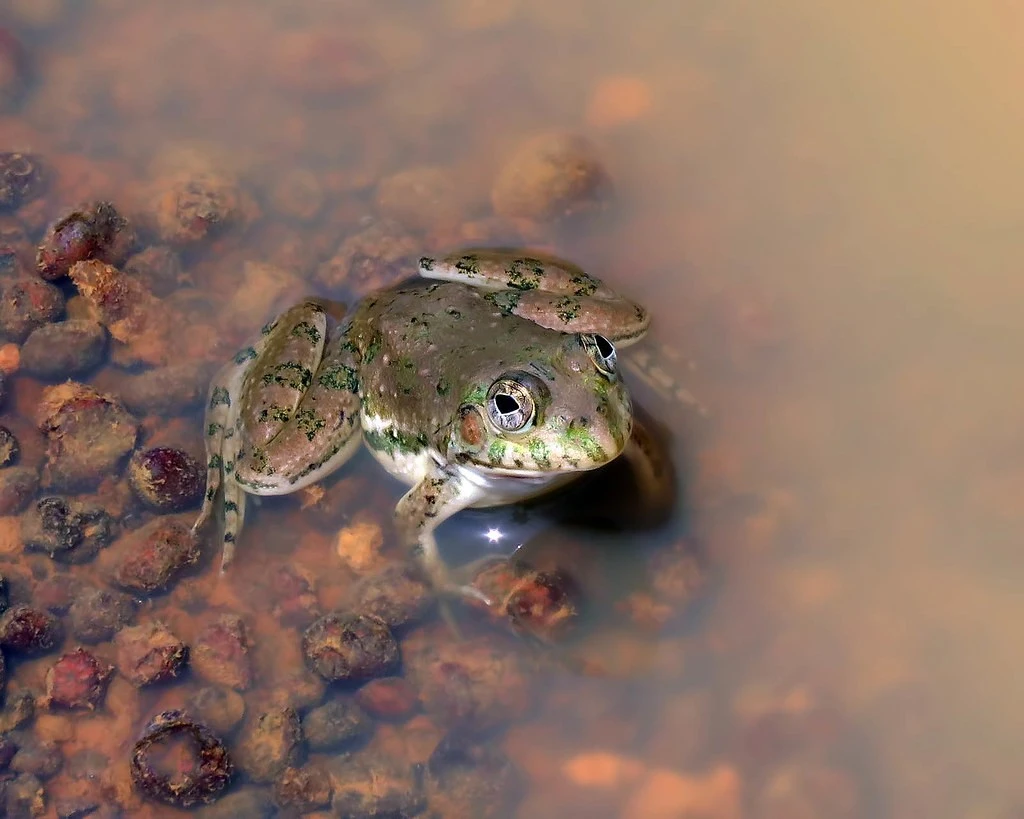 Năng lực siêu nhiên của loài ếch có nhiều ở Ấn Độ 