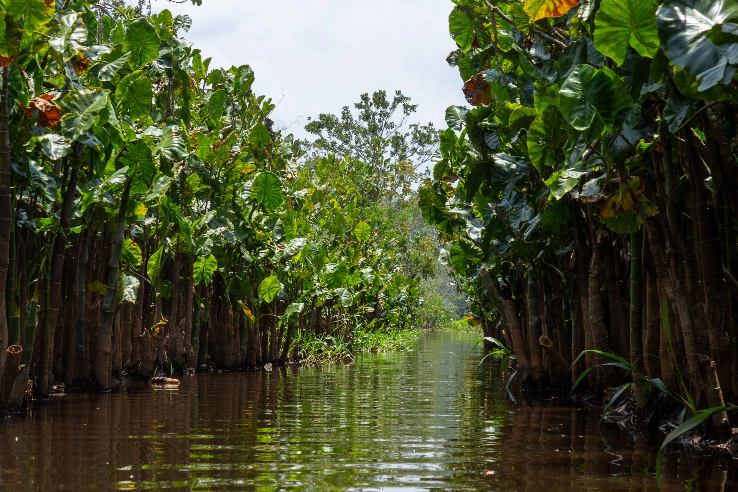 Điều có 1-0-2 của khu rừng nằm bên 'cầu nối sinh học' giữa hai châu lục 