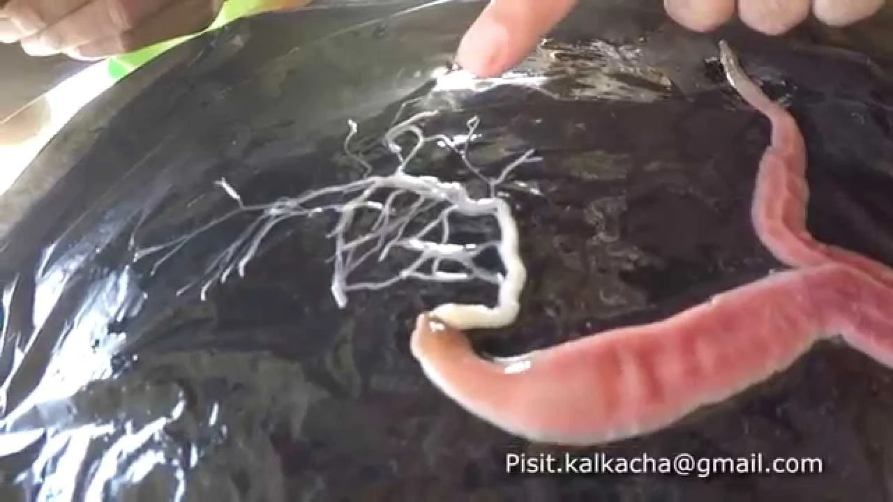 Sốc với loài vật cực độc, phóng vòi ra khỏi cơ thể để săn mồi 