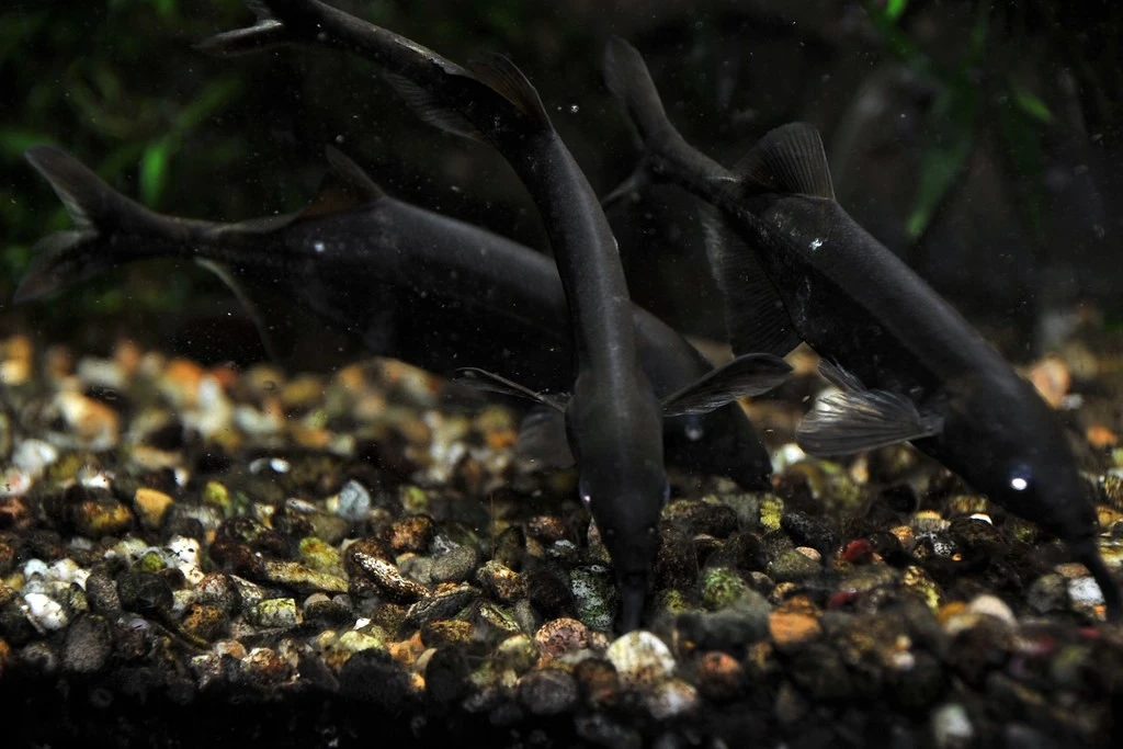 Bộ não đáng kinh ngạc của loài cá có vòi được nhiều người nuôi làm cảnh 