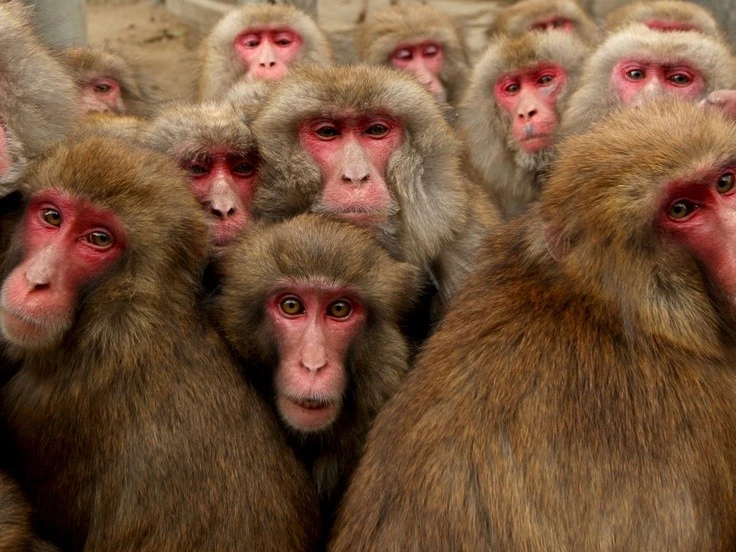 Điều kỳ thú về loài khỉ duy nhất sinh sống ở Nhật Bản