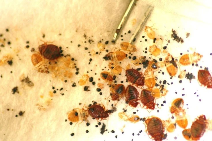 Sốc về loài côn trùng gây ám ảnh toàn cầu, ghét hơn cả gián