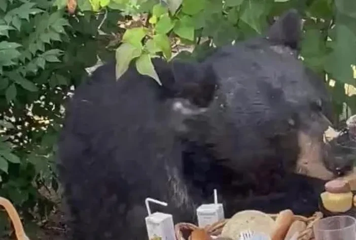 Video: “Vị khách đặc biệt” khiến đám đông dự tiệc sinh nhật bỏ chạy