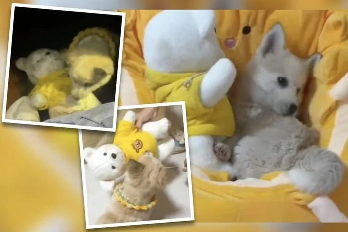 Chú cún đi lạc cầu xin chủ nhân mới nuôi cả người bạn gấu bông