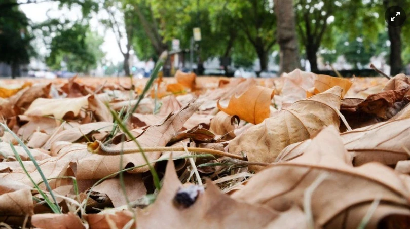 Video: Hiện tượng "Mùa thu giả" xuất hiện ở Anh cảnh báo điều gì?