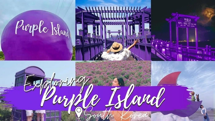 Bất ngờ sự thật về hòn đảo màu tím mộng mơ ở Hàn Quốc