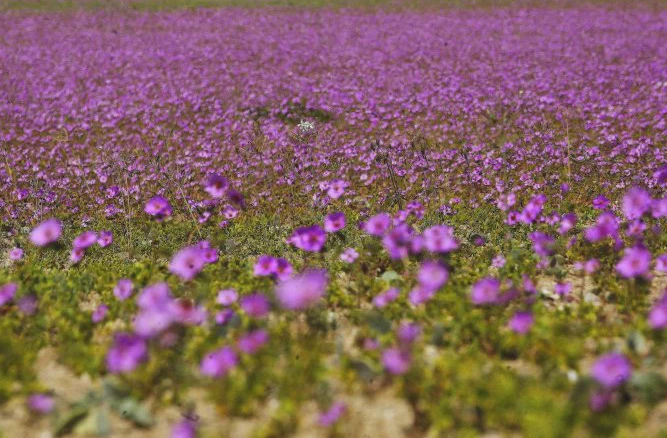 Video: Chiêm ngưỡng hiện tượng “Sa mạc nở hoa” độc đáo ở Chile