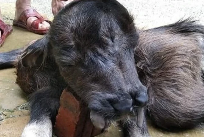 Kỳ lạ nghé con mới đẻ có 8 chân, 2 miệng và 3 mắt