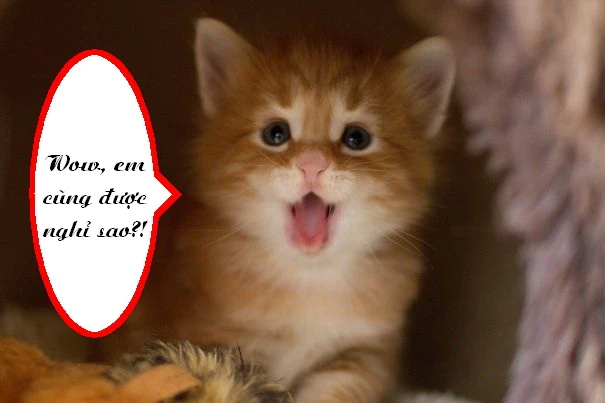 Đến động vật cũng cười "phê" mừng ngày nghỉ lễ