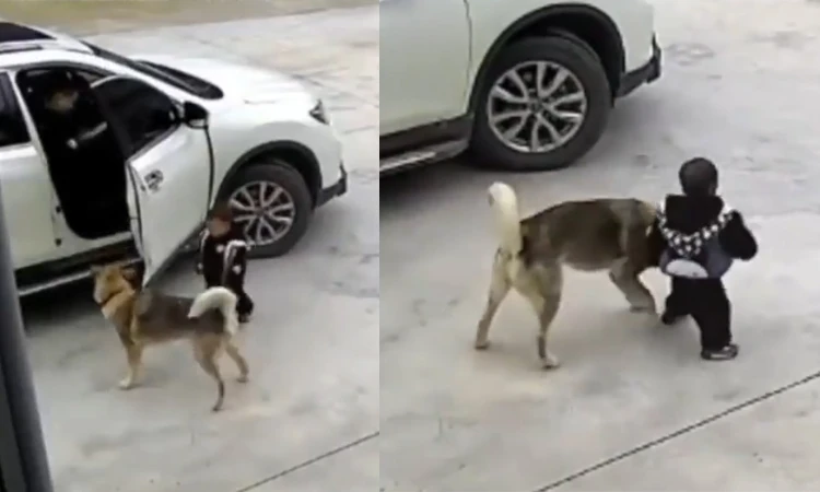 Sợ cậu chủ gặp nạn, chú chó nhất quyết ngăn cậu lại gần ôtô 