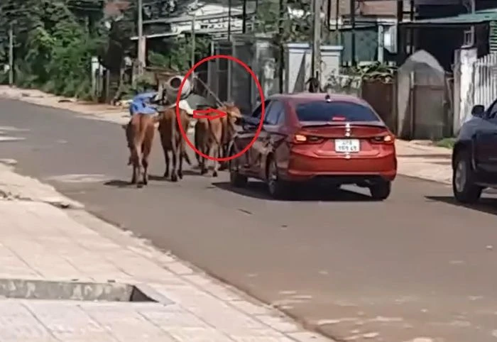 Video: “Choáng” trước cảnh anh chàng đi chăn bò bằng xế hộp xịn sò