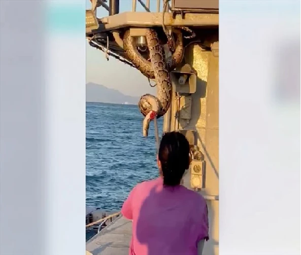 Video: Hoảng hồn khi “họ hàng bé Na” dài 2m cũng đi... tàu