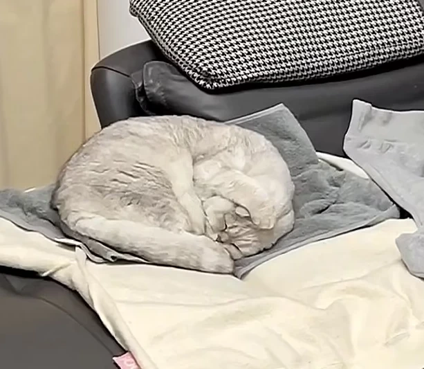 Video: Chú mèo bịt kín tai vì không chịu được… tiếng ngáy của chủ