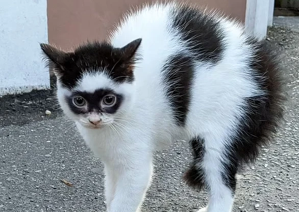 Video: Mèo “siêu nhân” có gương mặt kỳ lạ nổi tiếng khắp mạng xã hội