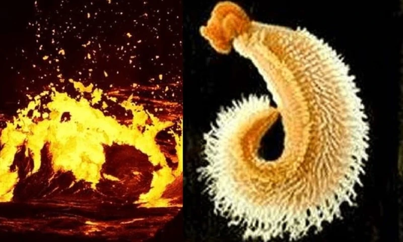 Động vật được trao danh hiệu sinh vật chịu nóng tốt nhất thế giới