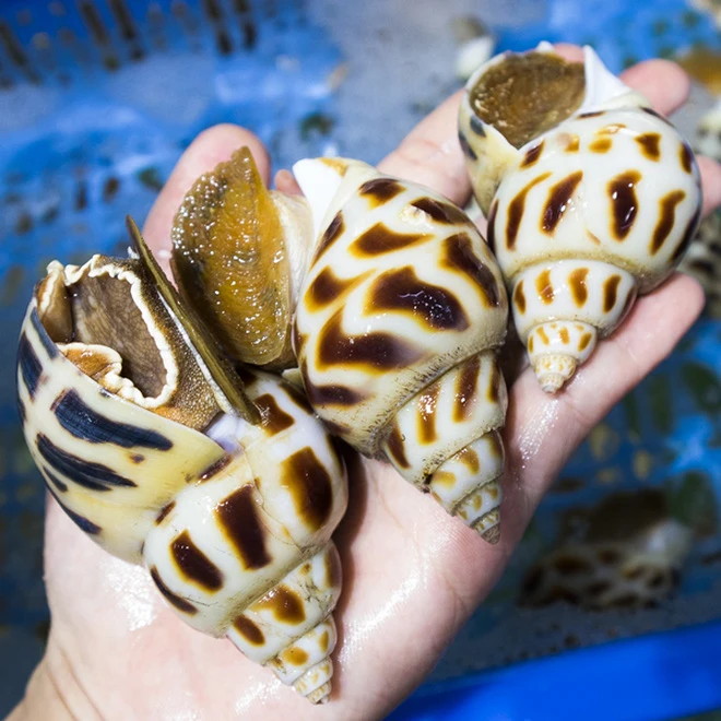 Video: Xôn xao con ốc hương “siêu to khổng lồ” có giá tiền triệu