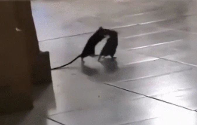 Sốc khi chứng kiến hai con chuột đánh nhau như võ sĩ hạng nặng