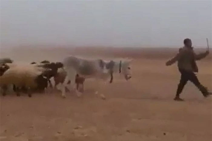 Cười ngất với màn dẫn gia súc đi diễu hành khá hài hước