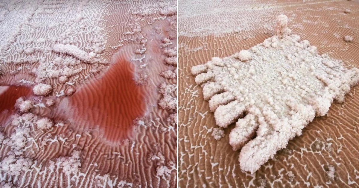 Video: Kỳ lạ “Sa mạc hồng” xuất hiện ở miền Bắc Trung Quốc