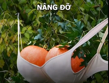 Video: Mê mẩn mẹo và thủ thuật làm vườn cho hội nghiện cây