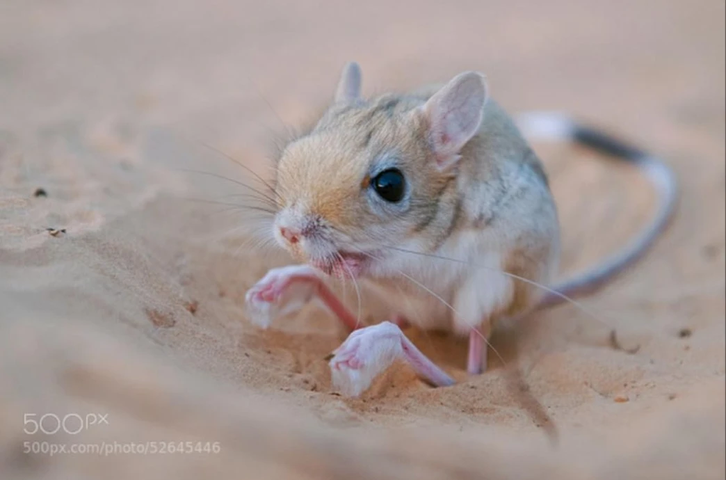 Chiêm ngưỡng những loài vật tưởng như chỉ có trong phim thần thoại