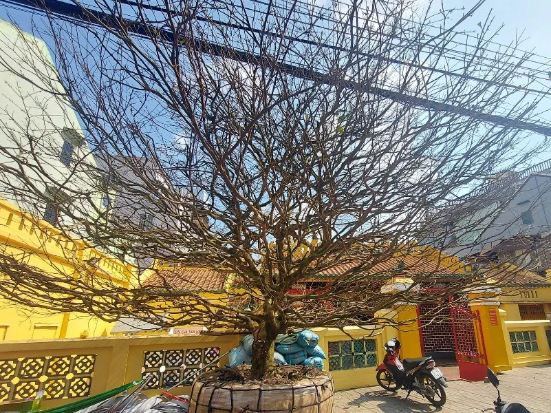 Video: Cận cảnh cây mai khủng được đại gia “mua đứt” với giá tiền tỉ