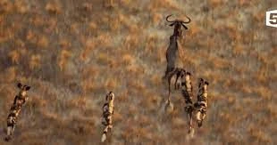 Video: Bầy chó hoang truy sát linh dương đầu bò siêu kịch tính