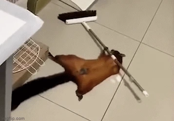 Sóc bay giả chết, tạo hiện trường vụ án đánh lừa chủ nhân