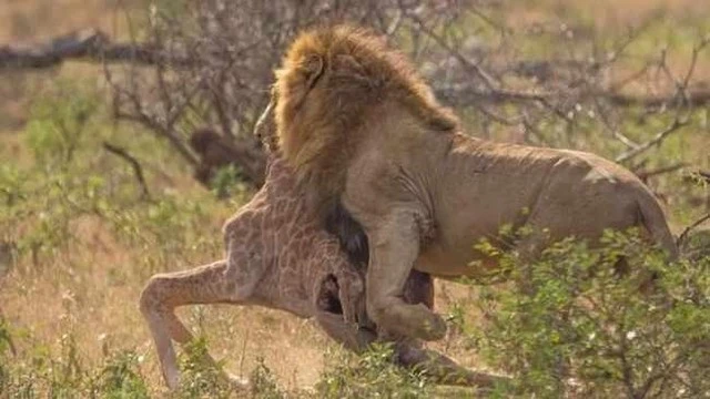 Video: Cuộc chiến giữa hươu cao cổ và nhóm "thợ săn mồi" nguy hiểm