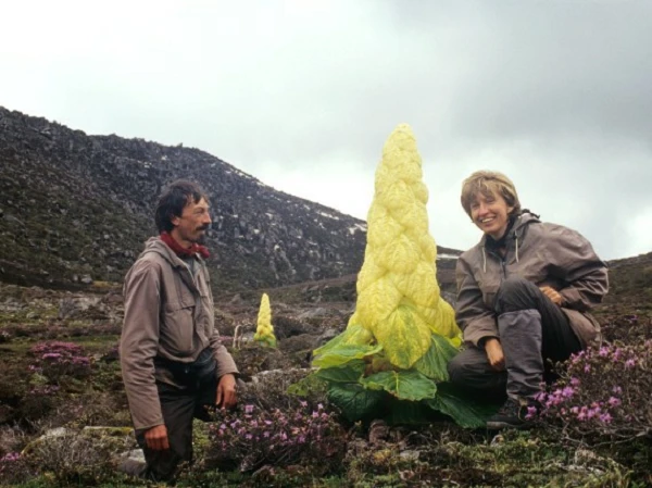 Video: Giật mình sự thật “cây thần Tây Tạng 400 năm nở hoa 1 lần“