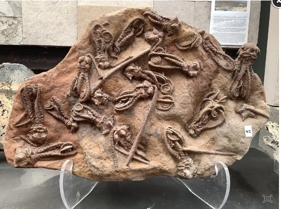 Giải mã hóa thạch “người ngoài hành tinh” 280 triệu năm tuổi