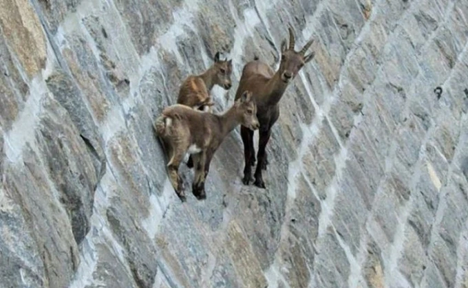 Video: Kỳ lạ loài dê núi có thể leo lên vách tường thẳng đứng
