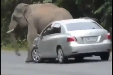 Video: Voi rừng bất ngờ lao ra đường chặn ô tô để... gãi ngứa