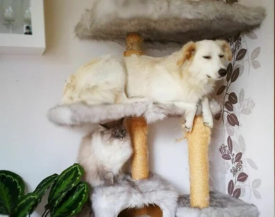 “Cười ngất” với những khoảnh khắc cún cưng bị “mèo hóa”