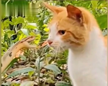 Dám gây sự với mèo, rắn bị ăn tát không trượt phát nào