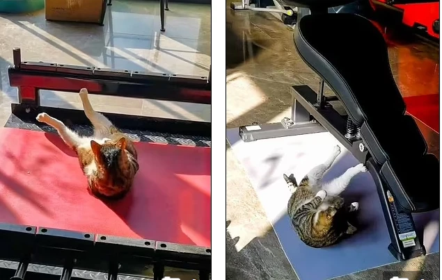 Video: Cưng xỉu với chú mèo miệt mài gập bụng, giảm mỡ