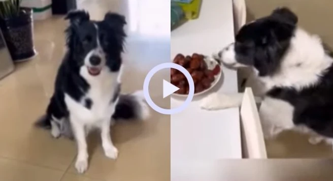 Hành động “trả đũa” của cún cưng khiến cô chủ sốc nặng