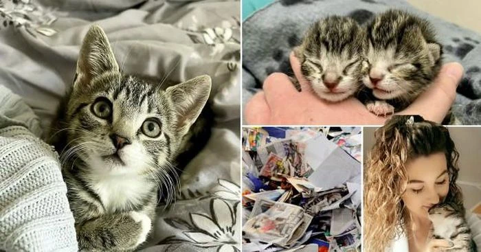 Video: Hành trình sống sót kỳ diệu của hai chú mèo mồ côi tội nghiệp