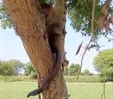 Rắn hổ mang ngoan ngoãn để khỉ chơi đùa như một món đồ chơi